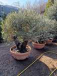Plante ornamentale exterior si interior ( maslin, palmier, magnolia)