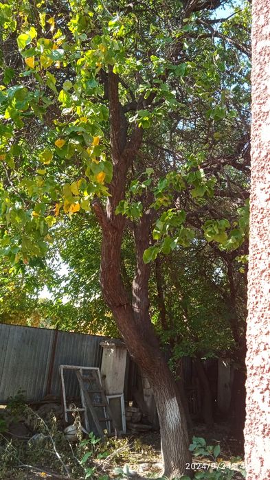 Деревья на дрова