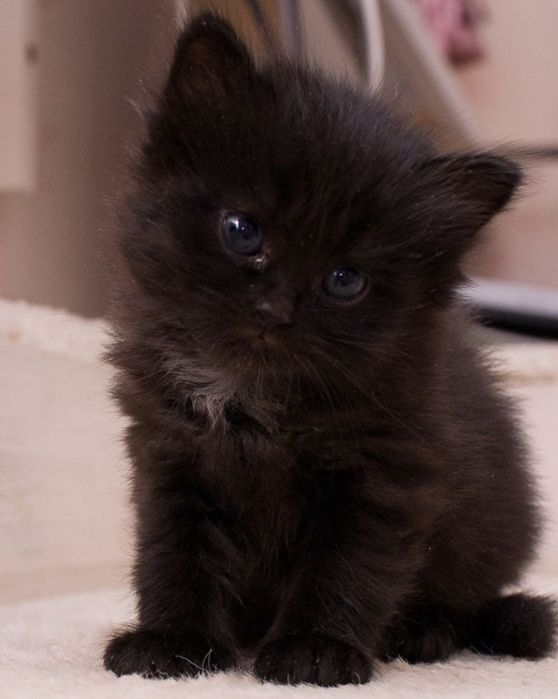 Отдам котенка в хорошие руки