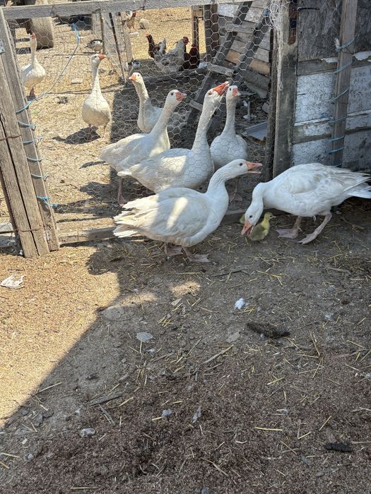 Gâste de vânzare !!!