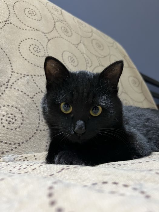 Ищем любящий дом котенку цыпленку