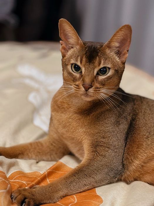 Отдам кошку в хорошие руки