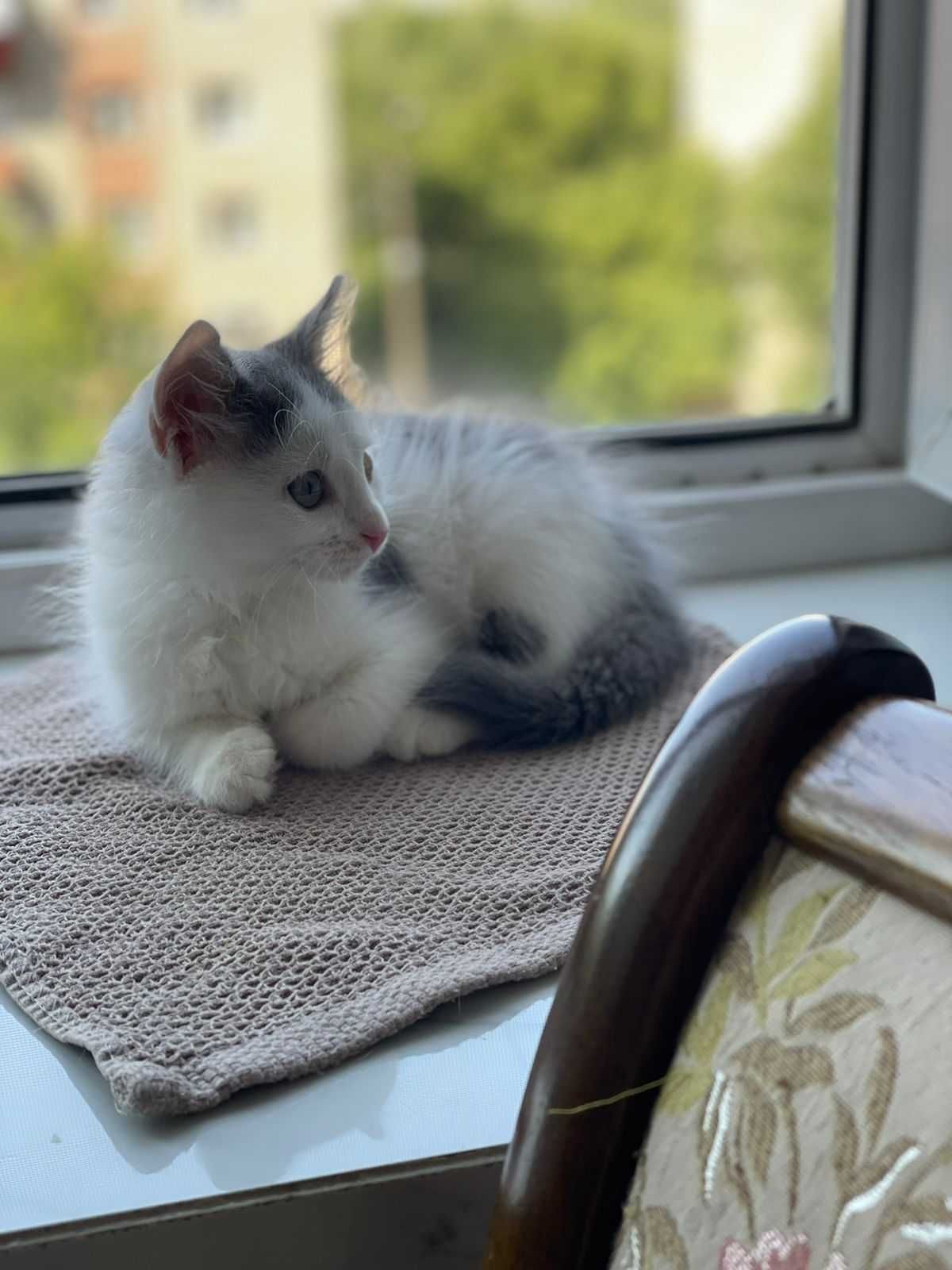 Ищем дом котику двухмесячного возраста