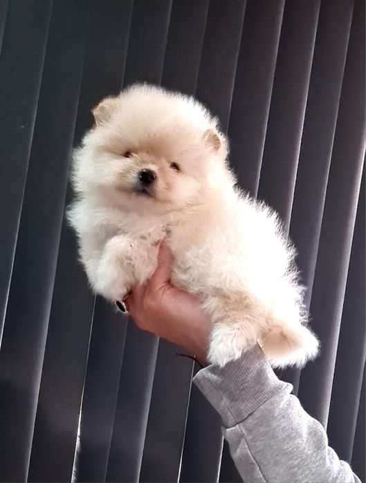 Померан мини мъжко