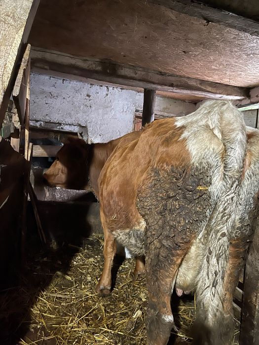 Vând vaca gestantă în 7 luni