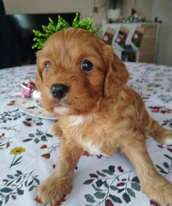 Кавапу/Мини пудел