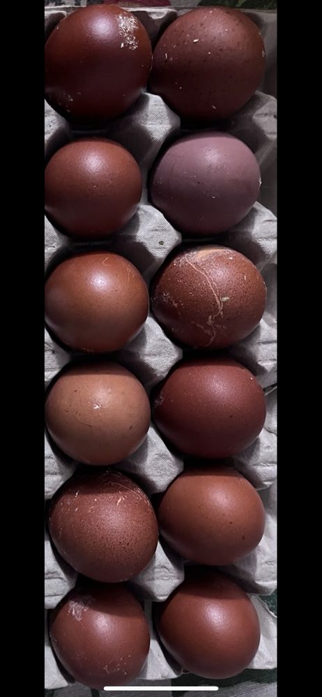 Marans Albastru