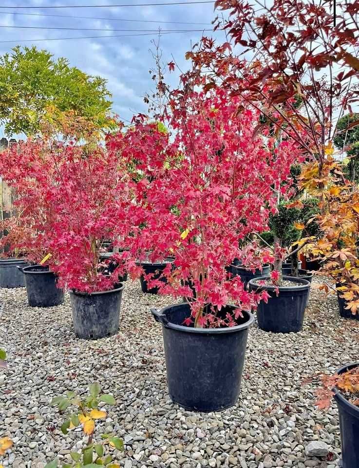 Tuia columnaris Smarald Pon pon spiral Buxus