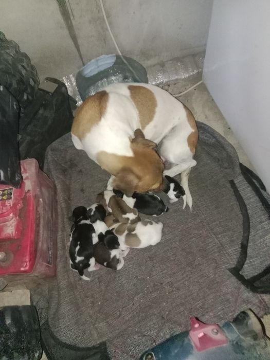 Щенки Джек Рассел Терьер