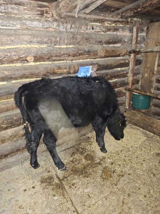 Продам телку село нижний бурлук