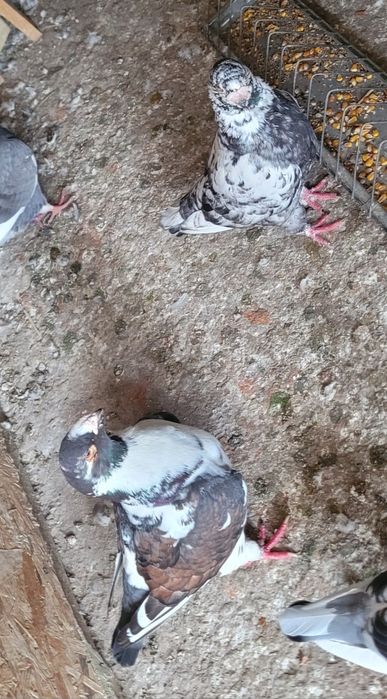 Vând porumbei de diferite rase