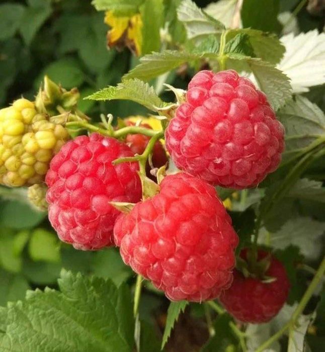 Продам саженцы малины