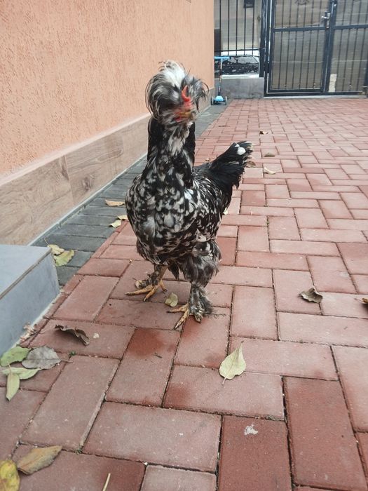 Vand cocoși tineri moțați