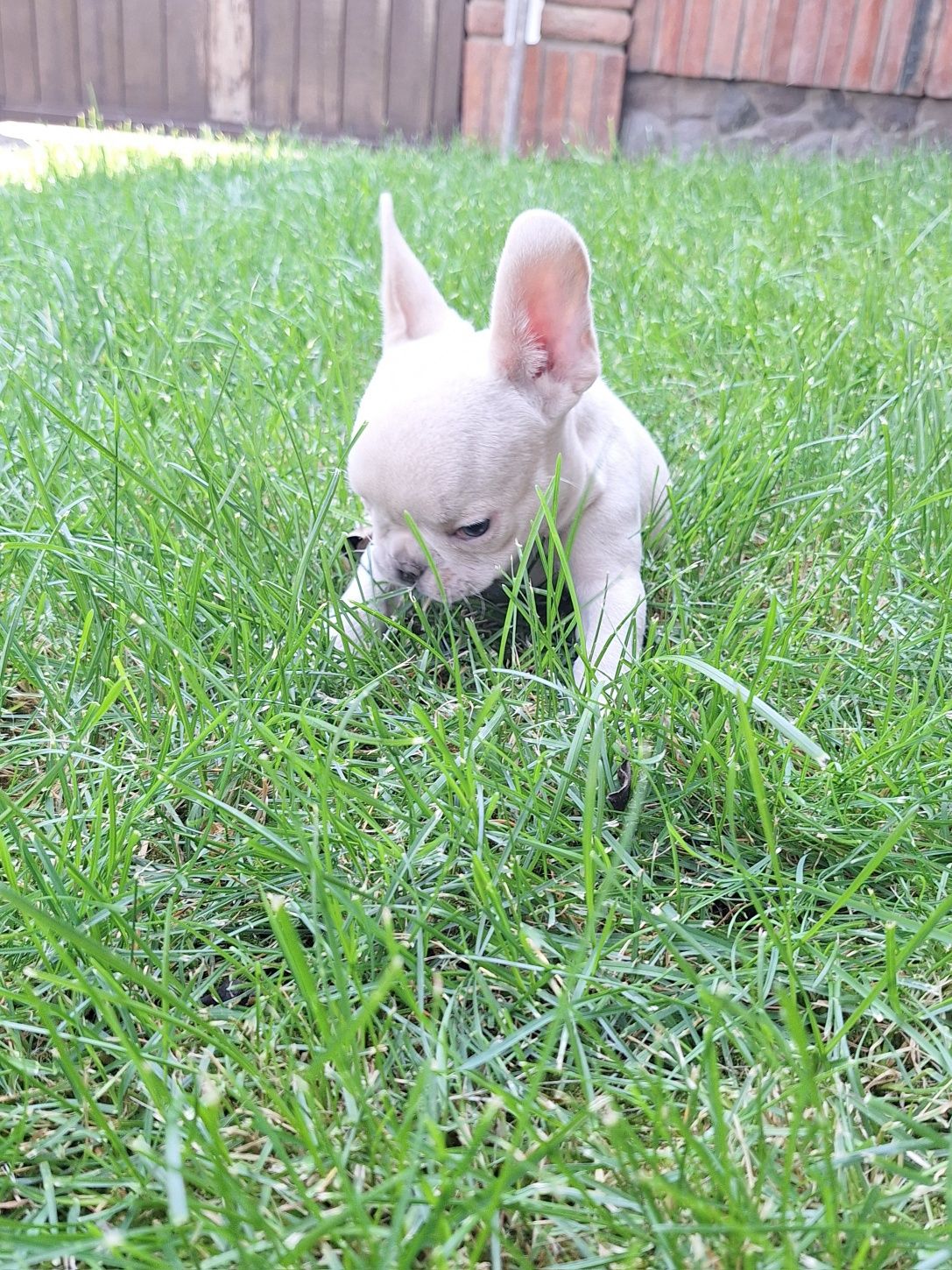 Bulldog francez.
