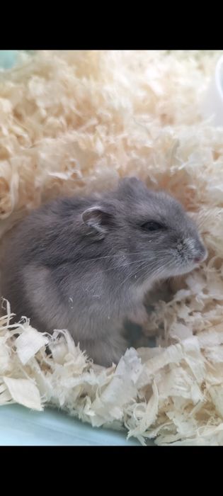 Продам джунгарского хомячка