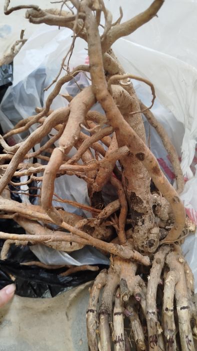 Пион Ито гибрид Барзелла