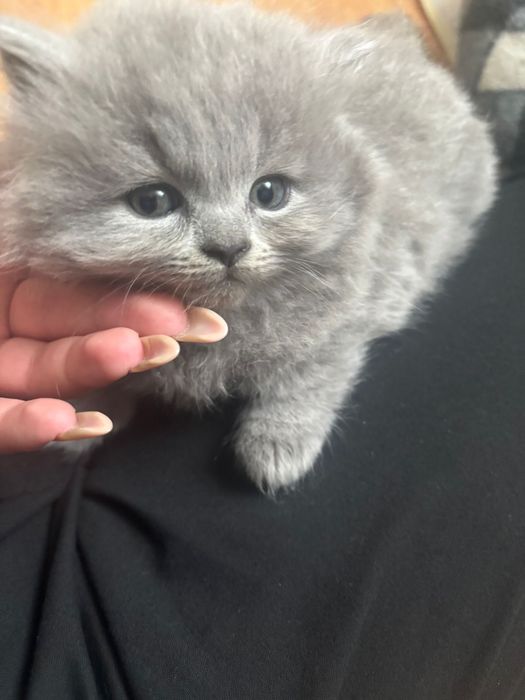 British shorthair