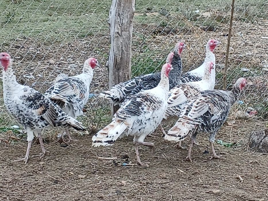 Curci de vânzare