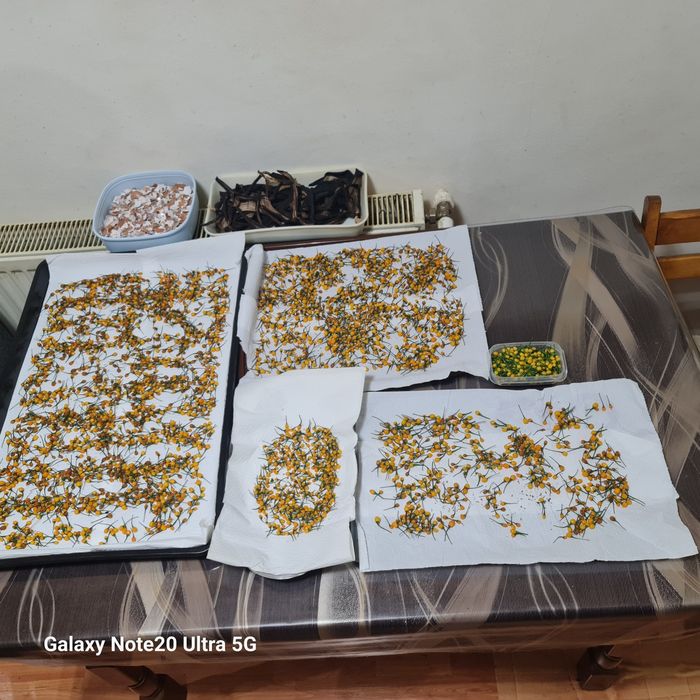 Ardei iute  Aji charapita