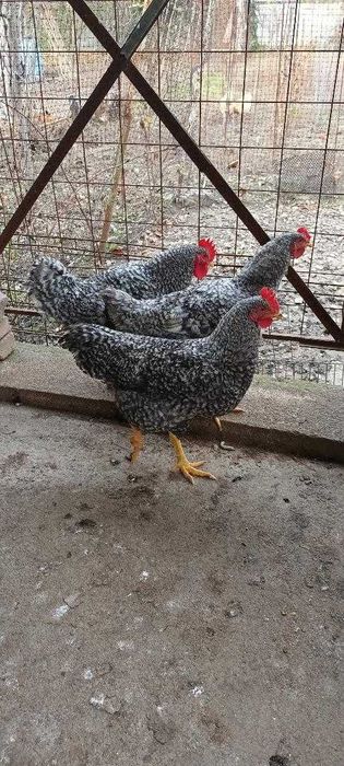 Vând cocoși de rasă