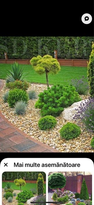 Amenajeri spati verzi gazon rulou piatra cubica montam plante ect