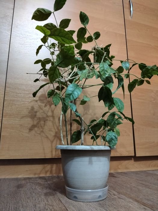 Комнатный цветок Жасмин