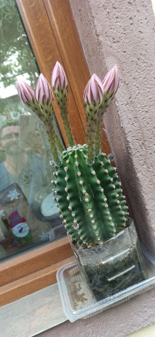 Cactus     30 cm