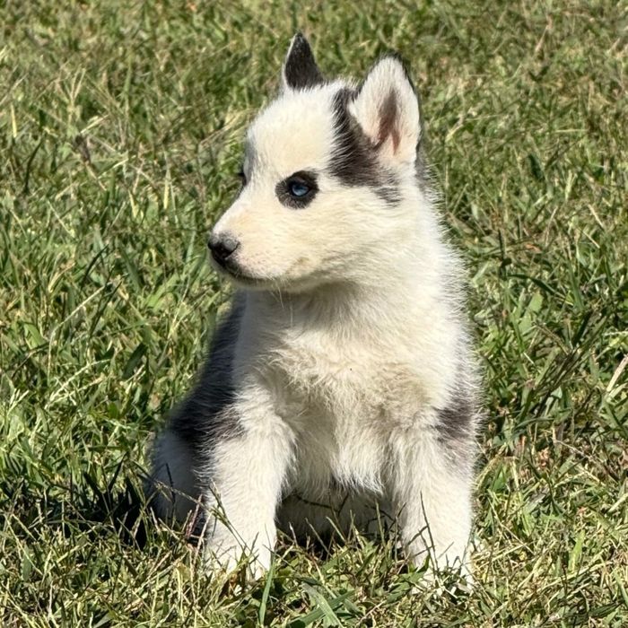 Husky siberian superb