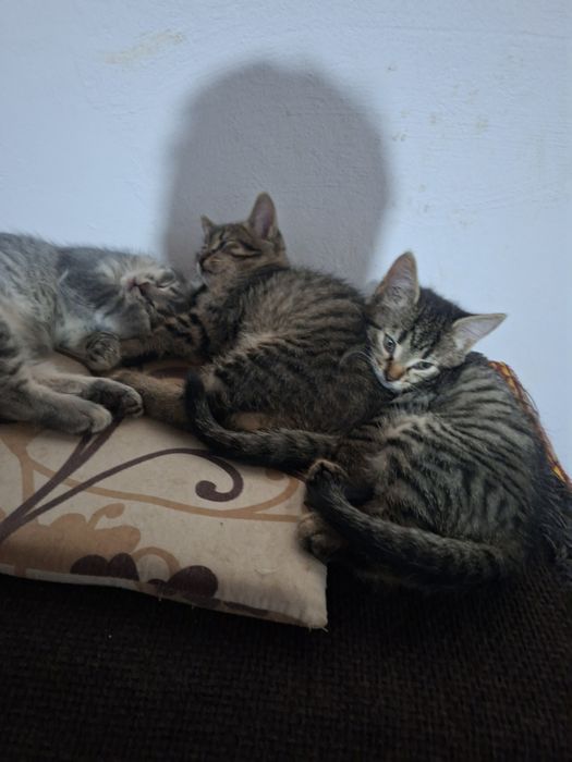 3 pisici spre adoptie