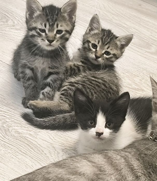 Отдам домашних котят. В Добрые Руки !!!