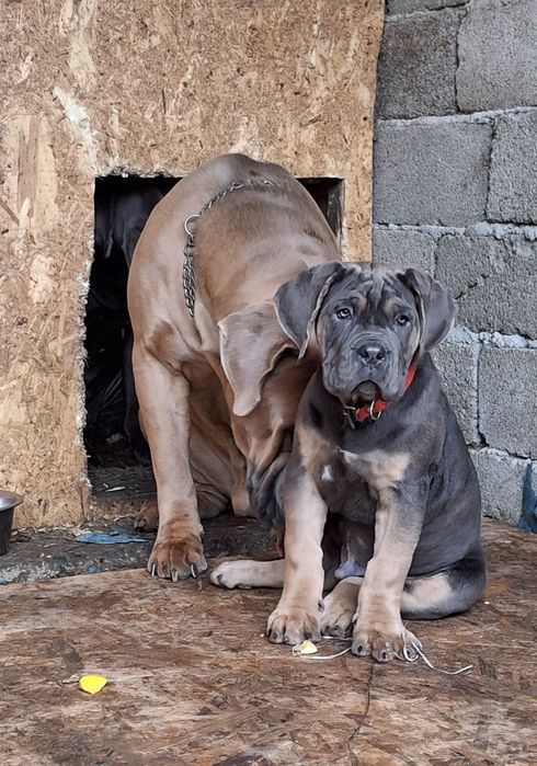 Mascul Cane Corso