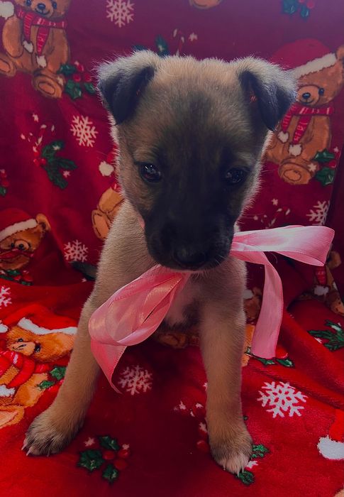 Бебе кученце, момиче