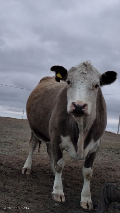 Асыл тұқымды сиыр сатылады семіз Ақбас