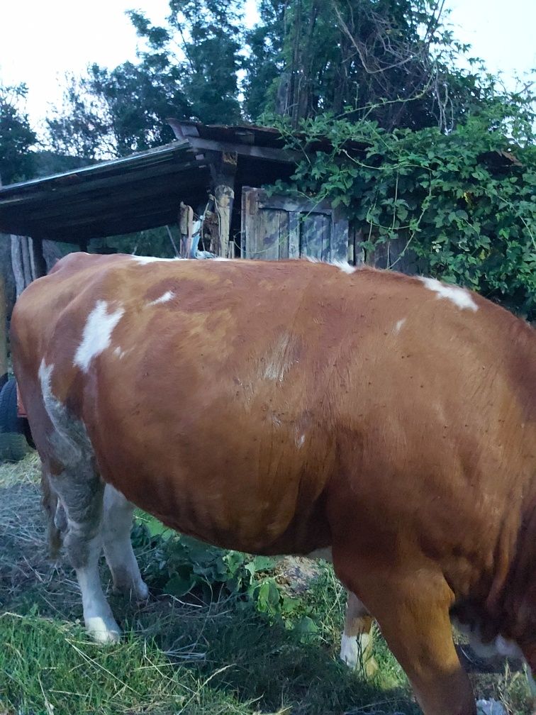Vând junică bălțată românească bună de ținut