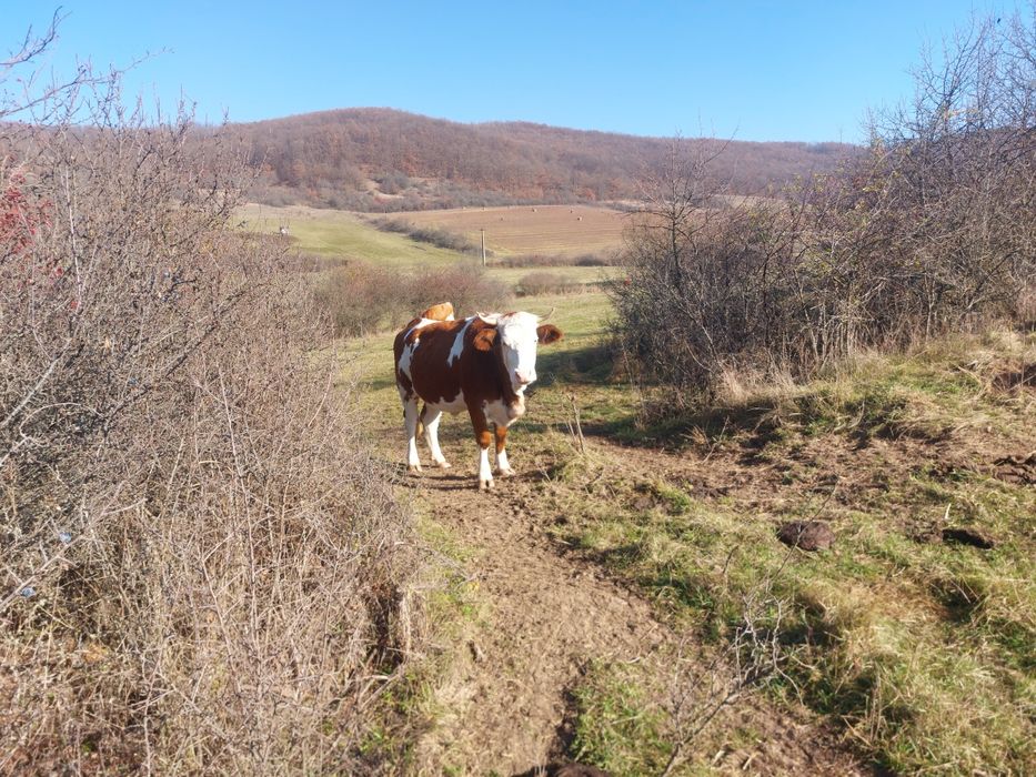 Vand doua juninci gestante