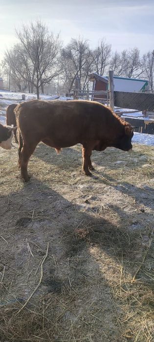 Бык подсос полтарашка еркек мал үлкен бұқа бұзаулар семіз малдар соғым