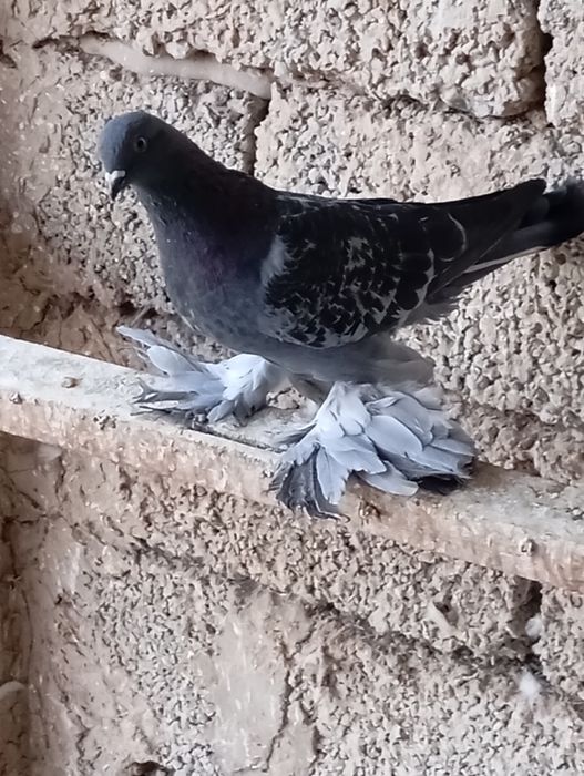 Птицы голуби животные птицы