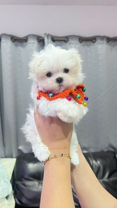 Bichon maltez mini toy