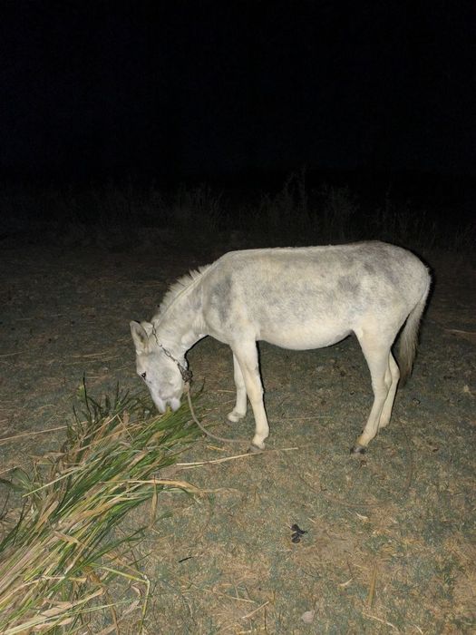 Eshak, осел, donkey