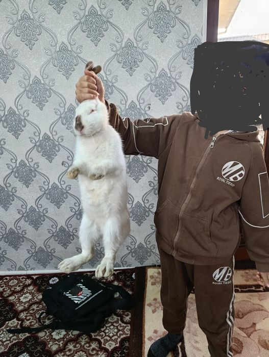 Эрке куен  сотилади 100 мингдан  хар бири кукон