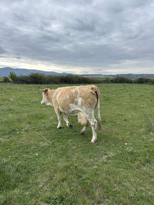 Vaca de vanzare