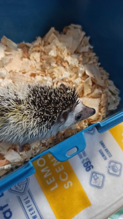 Продавам африкански таралеж на 1г.