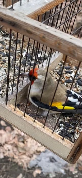 Алтаи крупный цамес напишите на ватсап