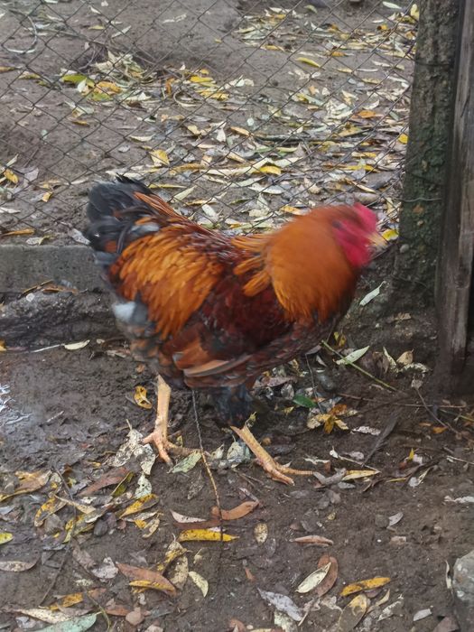 Cocoș Wiandotte Roșu albastru 8 luni