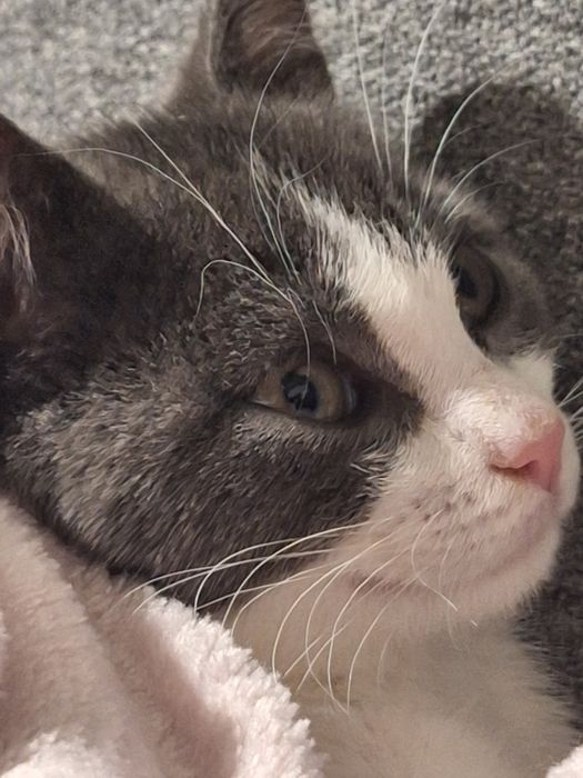 Котенце момиче бебе