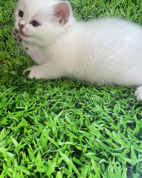 Шиншилловая синеглазка британская