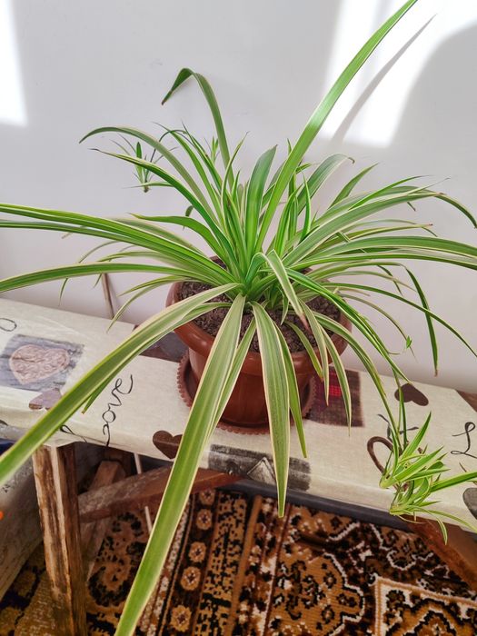 Комнатные цветы (хлорофитум и алоэ)