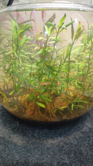 Аквариум с криветками, с растениями