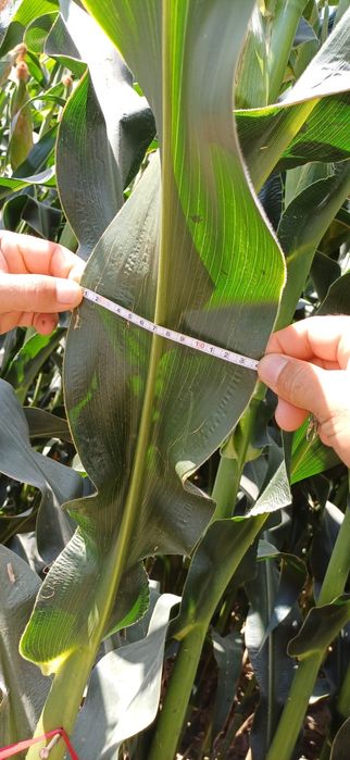 Маккажухори уруглик