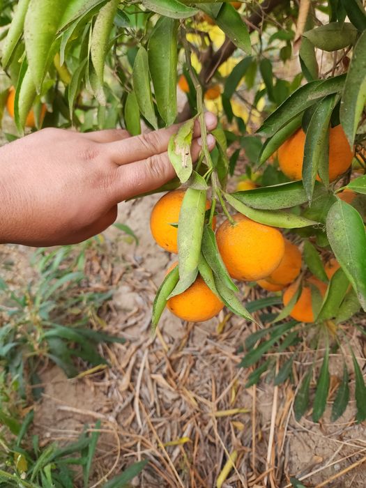 Mестний мандарин Апелсин мева сотилади оптим